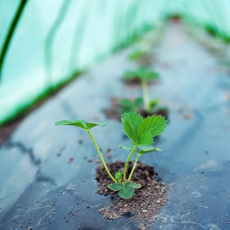Folientunnel 300x55x35 cm Transparent/Grün aus PE-Gitterfolie-ECD Germany Best