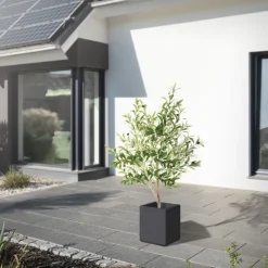 Künstlicher Olivenbaum 150 cm Kunstpflanze mit Naturholzstamm und Früchten ML-Design-ECD Germany Hot